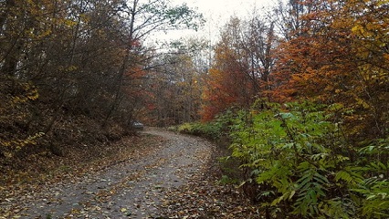 درباره قدیمی‌ترین جنگل دنیا در ایران چه می‌دانید؟
