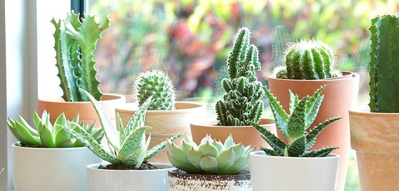 10 دلیل خراب شدن کاکتوس‌ها