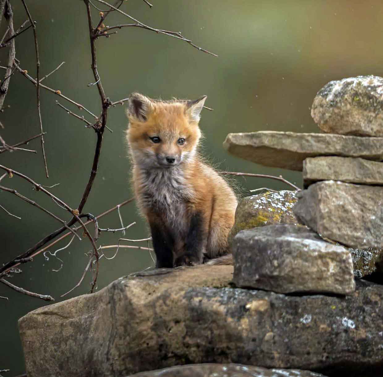 تصاویر جالب از نشنال جئوگرافیک (5)