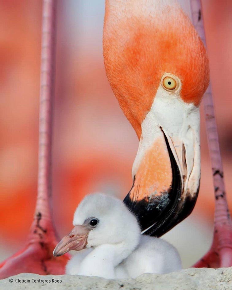 تصاویر جالب از نشنال جئوگرافیک (18)