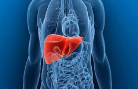 کبد، پالایشگاه بدن است