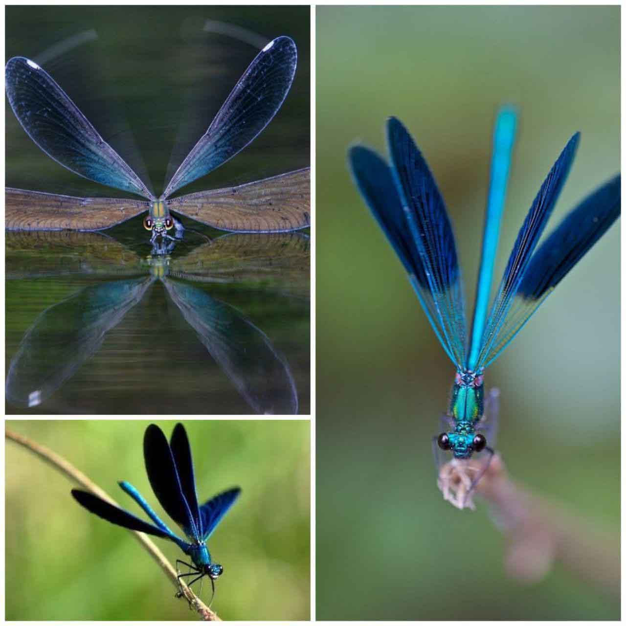 تصاویر جالب از نشنال جئوگرافیک (19)