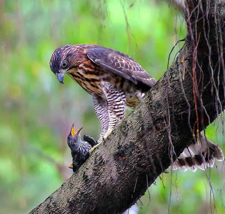 تصاویر جالب از نشنال‌جئوگرافیک (21)