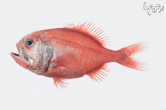  کدام حیوانات این سیاره بیشترین طول عمر را دارند؟