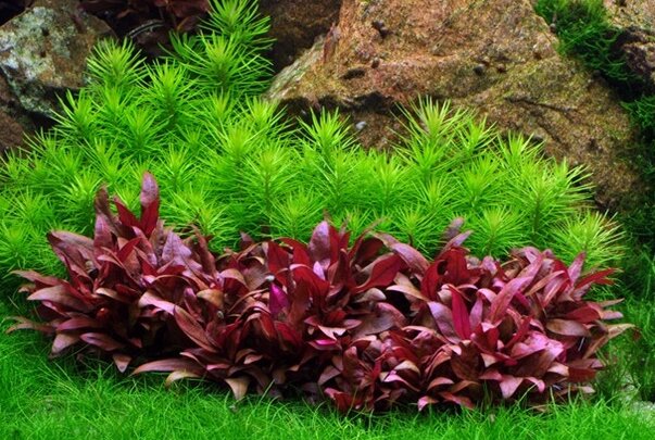 تولید یک گیاه با برگهای قرمز به روش کشت بافت