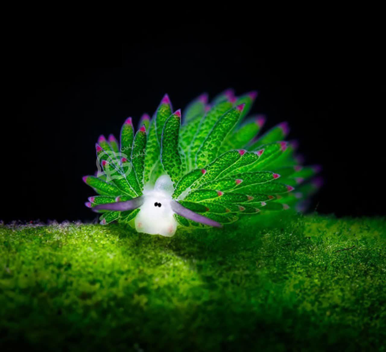 تصاویر جالب از نشنال جئوگرافیک (39)