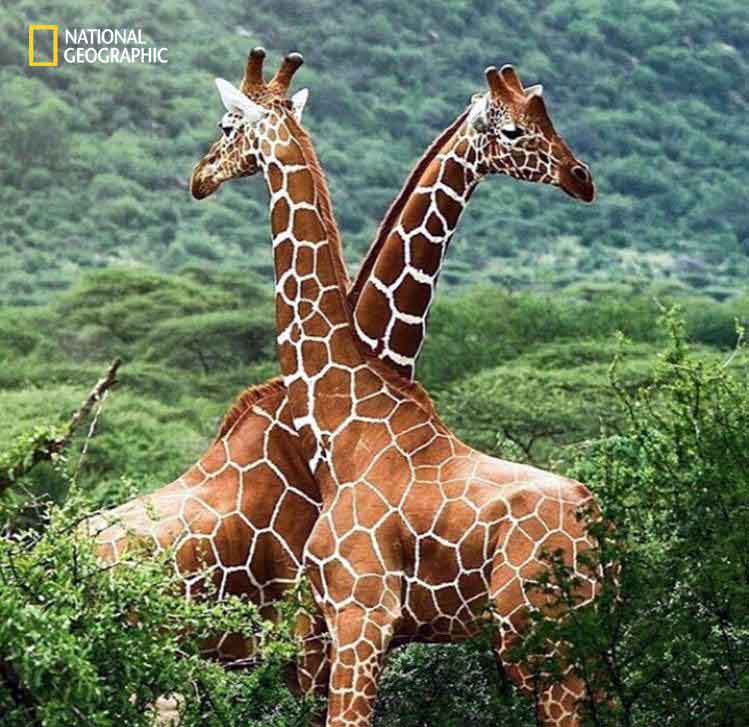 تصاویر جالب از نشنال‌جئوگرافیک (43)