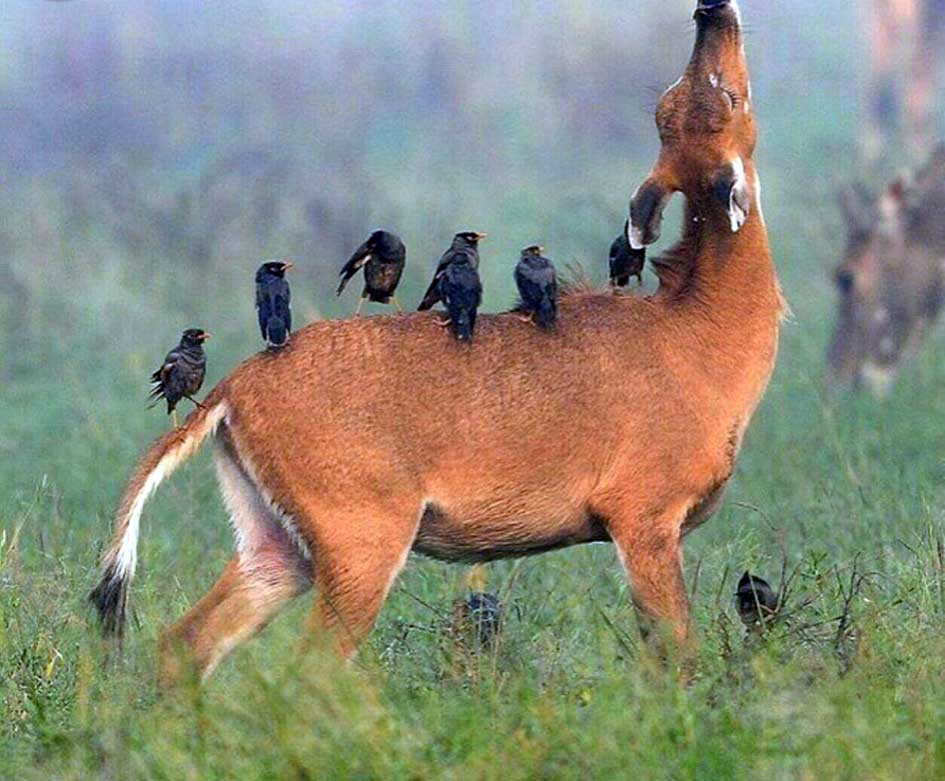 تصاویر جالب از نشنال‌جئوگرافیک (44)