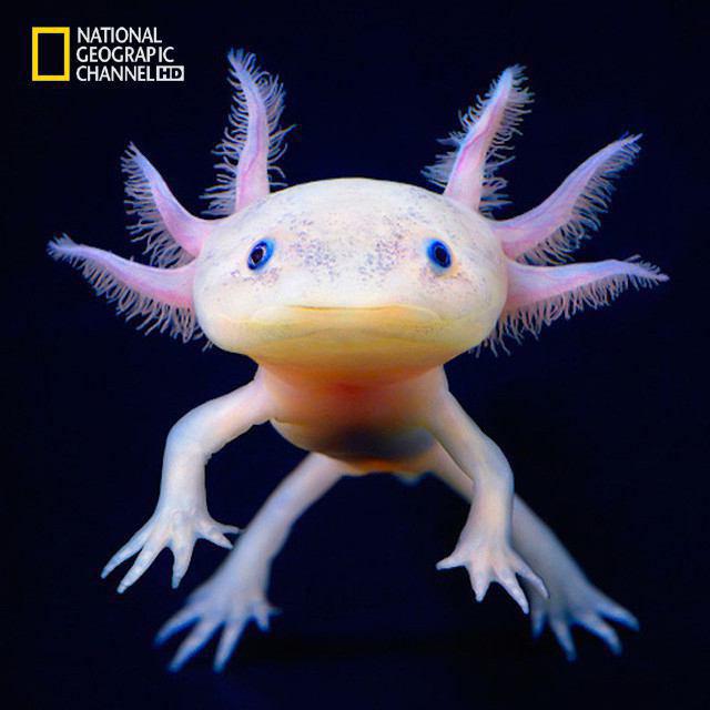 تصاویر جالب از نشنال‌جئوگرافیک (42)