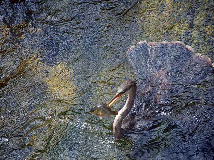 از دیدن پرندگان لذت ببریم (1)