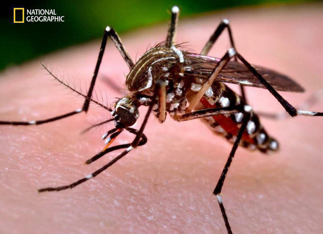 تصاویر جالب از نشنال‌جئوگرافیک (48)