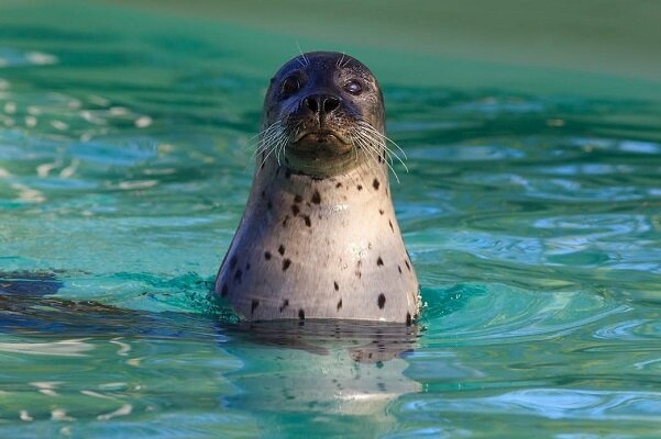 فک دریایی آواز خواندن یاد گرفت
