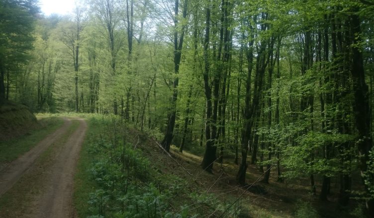 درخت مصنوعی به اندازه یک جنگل هوا را تمیز می‌کند