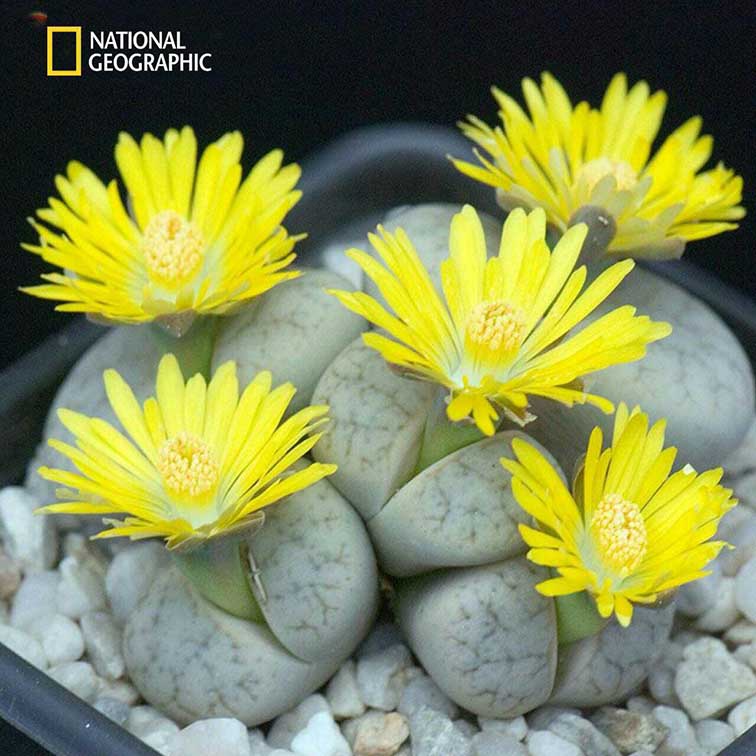 دنیای شگفت‌انگیز گیاهان (1)