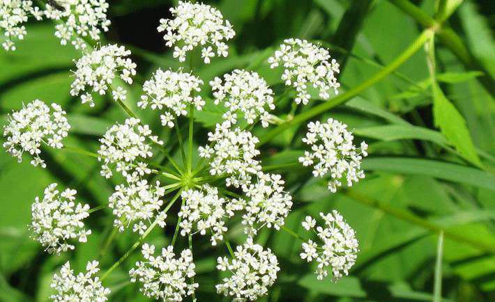 دنیای شگفت‌انگیز گیاهان (2)