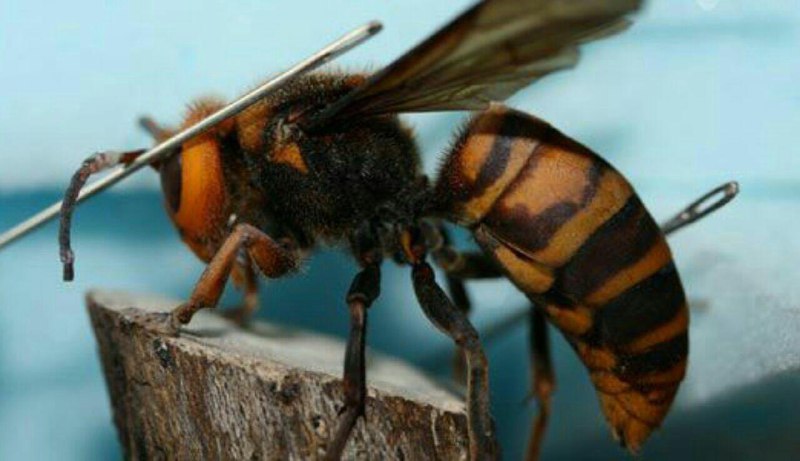 تصاویر جالب از نشنال جئوگرافیک (69)