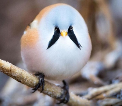 حیوانات عجیب و غریب و بامزه