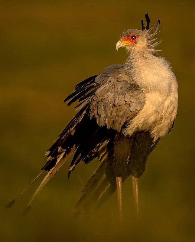 تصاویر جالب از نشنال‌جئوگرافیک (71)