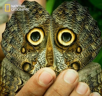 دنیای بی‌نظیر حیوانات از نگاه نشنال جئوگرافیک