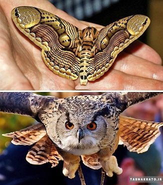 زیباترین حشرات دنیا