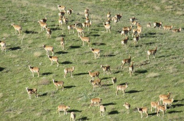 یک میلیون هکتار به مناطق حفاظت شده کشور اضافه می‌شود