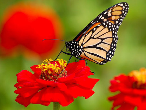 طولانی‌ترین مهاجرت‌های حیات وحش