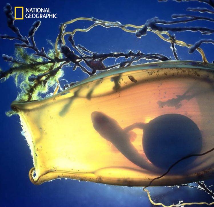 دنیای بی‌نظیر حیوانات از نگاه نشنال جئوگرافیک (3)