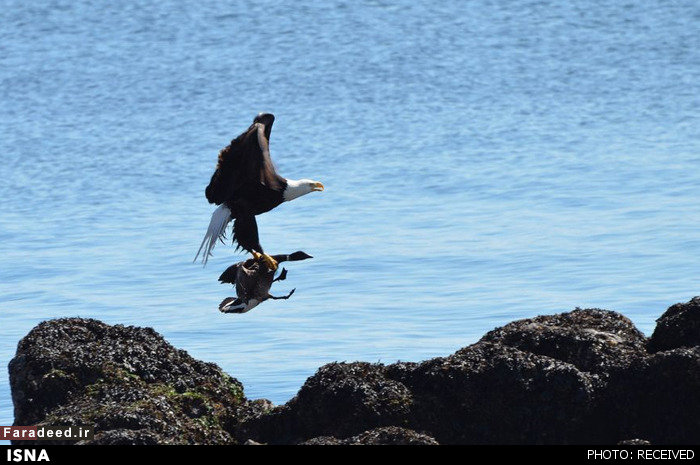 عکس‌هایی جالب از حیوانات (2)