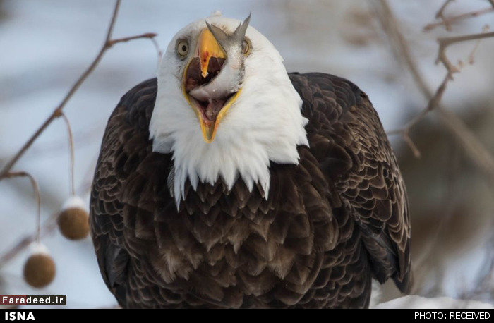 عکس‌هایی جالب از حیوانات