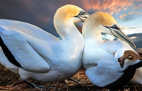 مهر مهادری در دنیای حیوانات