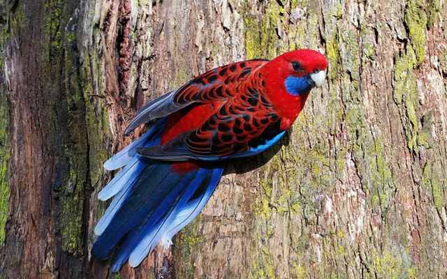 حیوانات کمیاب در استرالیا