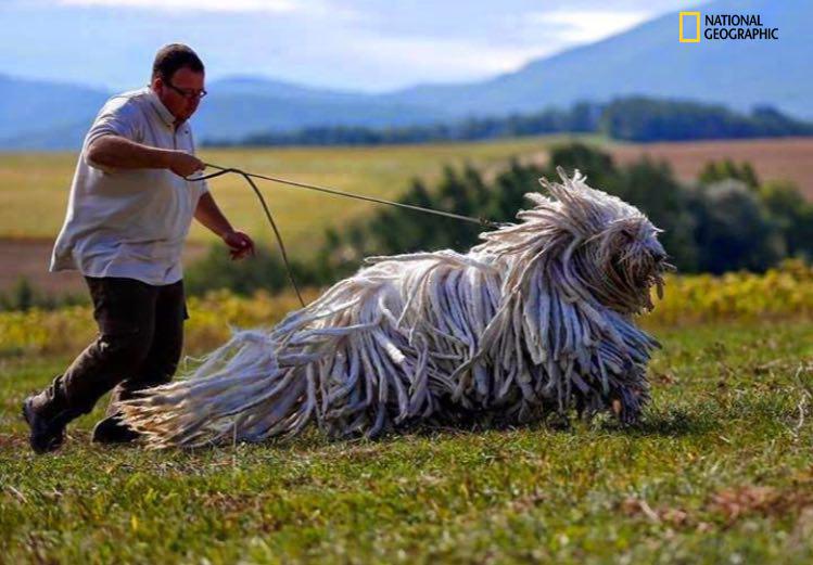 دنیای بی‌نظیر حیوانات در نشنال‌جئوگرافیک (4)