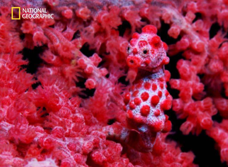 دنیای بی‌نظیر حیوانات در نشنال‌جئوگرافیک (5)