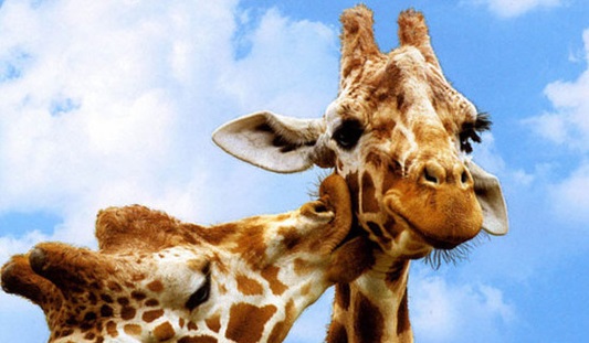 مهربانی در دنیای حیوانات