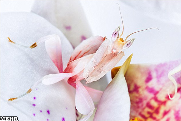 تصاویری شگفت‌انگیز از پنهان‌کاری حیوانات