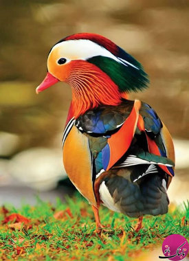 حیواناتی با رنگ‌های بی‌نظیر