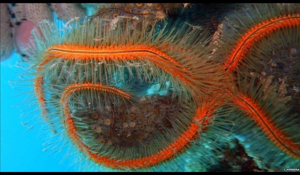 موجودات رنگارنگ و عجیب‌وغریب در آب‌های عمیق