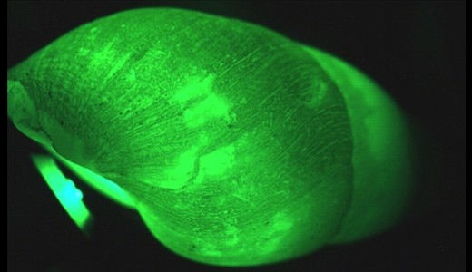 عجیب‌ترین موجودات نورانی در اعماق تاریک اقیانوس