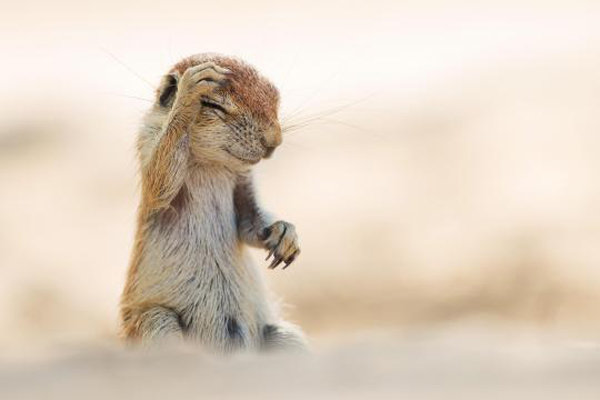 خنده‌دارترین عکس‌های حیوانات