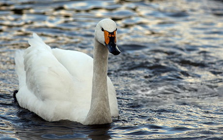 پرندگانی که ظاهر و رفتار عجیب دارند