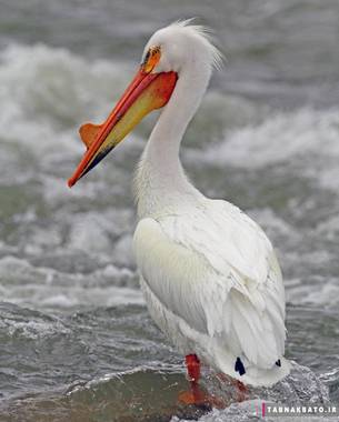 پرنده‌هایی با منقارهای باورنکردنی