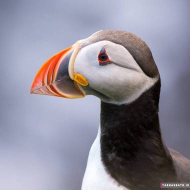 پرنده‌هایی با منقارهای باورنکردنی (2)