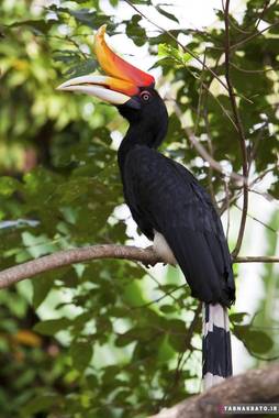 پرنده‌هایی با منقارهای باورنکردنی (3)