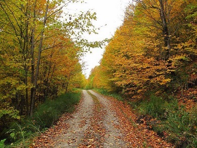 ایران‌شناسی: جنگل راش سوادکوه