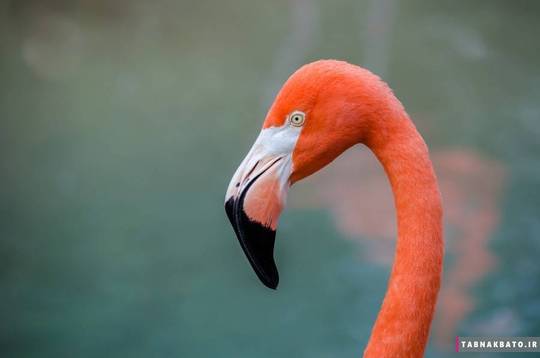 پرنده‌هایی با منقارهای باورنکردنی (4)