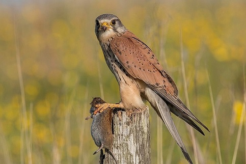 عکس‌های دیدنی از حیات‌وحش