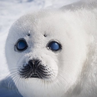 نمای بسته‌ی حیوانات در نشنال‌جئوگرافی