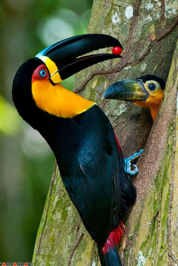 مهر مادری میان پرندگان و جوجه‌هایشان