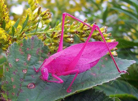 نصاویر حیواناتی با رنگ‌های بی‌نظیر - 1