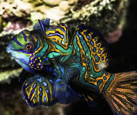 نصاویر حیواناتی با رنگ‌های بی‌نظیر - 2